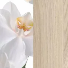 Орхидея белая/Ясень шимо светлый