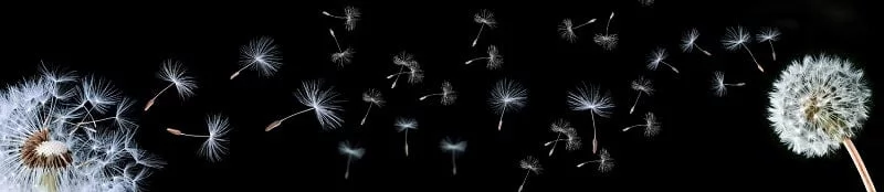 Глянцевый фартук с эффектом мерцания (КОМПОЗИТ) Одуванчики черные