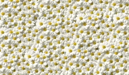 Стол обеденный Прямоугольный 900 600 фп Ромашки Д006 ЛДСП серый