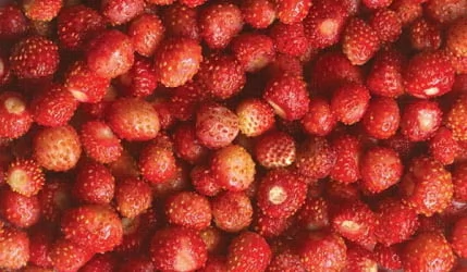 Стол обеденный Прямоугольный 900 600 фп Земляника ЛДСП венге